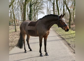 German Riding Pony, Mare, 15 years, 14.1 hh, Brown German Riding Pony, Mare, 15 years, 14.1 hh, Brown
