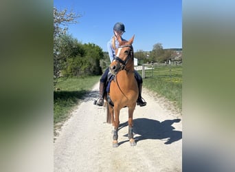 German Riding Pony, Mare, 15 years, 14.1 hh, Chestnut-Red