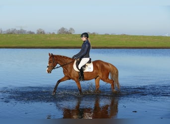 German Riding Pony, Mare, 15 years, 14.1 hh, Chestnut-Red