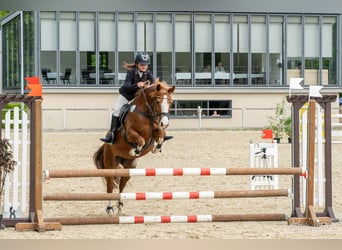 German Riding Pony, Mare, 15 years, 14.1 hh, Chestnut-Red