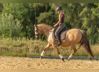 German Riding Pony, Mare, 15 years, 14.1 hh, Dun
