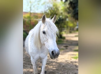 German Riding Pony, Mare, 15 years, 14.1 hh, Grey