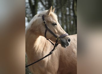 German Riding Pony, Mare, 15 years, 14.1 hh, Palomino