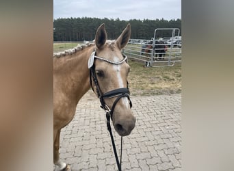 German Riding Pony, Mare, 15 years, 14,1 hh, Palomino