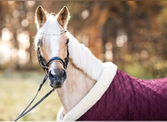 German Riding Pony, Mare, 15 years, 14.1 hh, Palomino