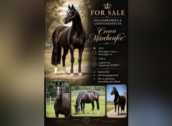 German Riding Pony, Mare, 15 years, 14.2 hh, Black