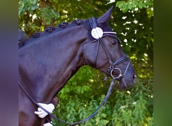 German Riding Pony, Mare, 15 years, 14.2 hh, Black