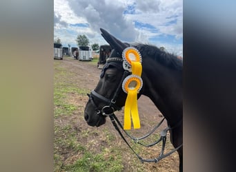 German Riding Pony, Mare, 15 years, 14.2 hh, Black