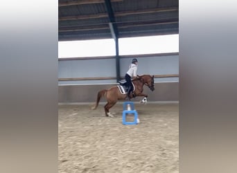 German Riding Pony, Mare, 15 years, 14,2 hh, Chestnut-Red