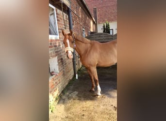 German Riding Pony, Mare, 15 years, 14,2 hh, Chestnut-Red