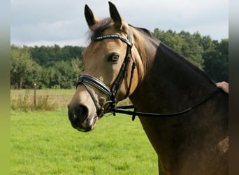 German Riding Pony, Mare, 15 years, 14.2 hh, Dun