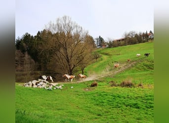 German Riding Pony, Mare, 15 years, 14.2 hh, Tovero-all-colors