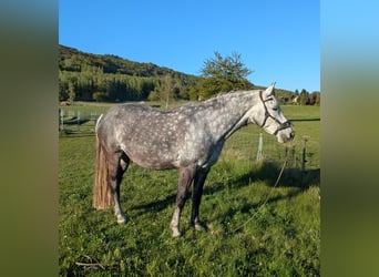 German Riding Pony, Mare, 15 years, 14.3 hh, Grey-Dark-Tan