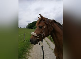 German Riding Pony, Mare, 15 years, 14 hh, Chestnut