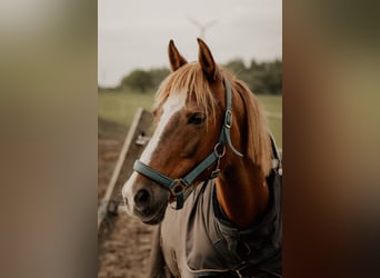 German Riding Pony, Mare, 15 years, 14 hh, Chestnut-Red