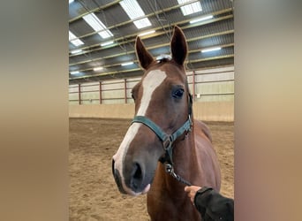 German Riding Pony, Mare, 15 years, 14 hh, Chestnut-Red