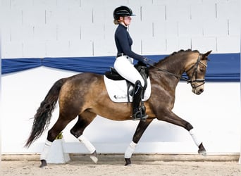 German Riding Pony, Mare, 15 years, 14 hh, Dun