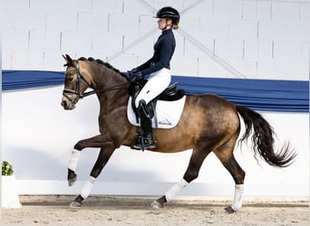 German Riding Pony, Mare, 15 years, 14 hh, Dun