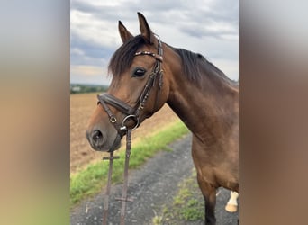 German Riding Pony, Mare, 15 years, 14,1 hh, Bay-Dark