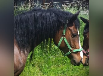 German Riding Pony, Mare, 15 years, 14,1 hh, Brown