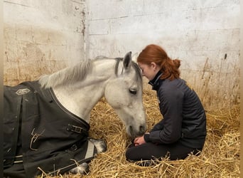 German Riding Pony, Mare, 15 years, 14,1 hh, Grey-Dapple