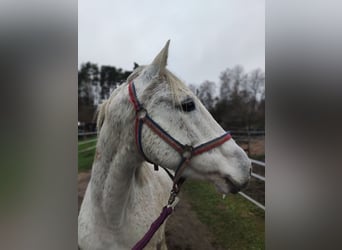German Riding Pony, Mare, 15 years, 14,1 hh, Grey
