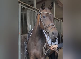 German Riding Pony, Mare, 15 years, 14,2 hh, Bay-Dark