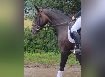 German Riding Pony, Mare, 15 years, 14,2 hh, Bay-Dark