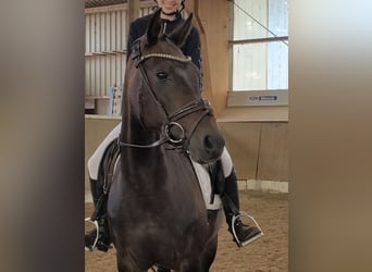 German Riding Pony, Mare, 15 years, 14,2 hh, Bay-Dark