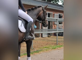 German Riding Pony, Mare, 15 years, 14,2 hh, Bay-Dark
