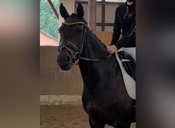 German Riding Pony, Mare, 15 years, 14,2 hh, Bay-Dark