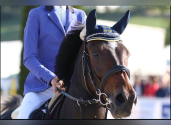 German Riding Pony, Mare, 15 years, 14,2 hh, Bay-Dark