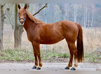 German Riding Pony, Mare, 15 years, 14,2 hh, Chestnut-Red