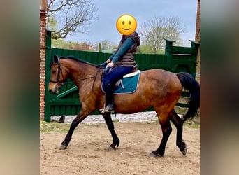 German Riding Pony, Mare, 15 years, 15,2 hh, Brown