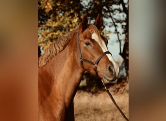 German Riding Pony, Mare, 15 years, 15 hh, Chestnut-Red