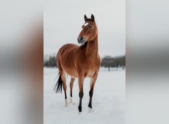 German Riding Pony Mix, Mare, 16 years, 13.1 hh, Brown