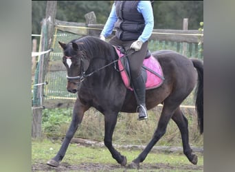 German Riding Pony, Mare, 16 years, 13.2 hh, Bay-Dark