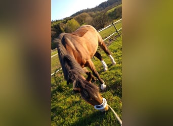 German Riding Pony Mix, Mare, 16 years, 13.2 hh, Brown