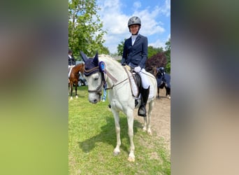 German Riding Pony, Mare, 16 years, 13,2 hh, Gray