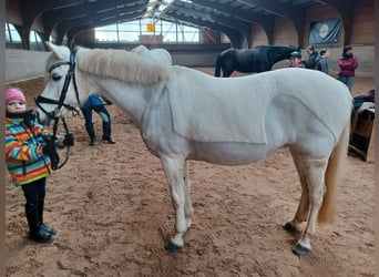 German Riding Pony, Mare, 16 years, 13.2 hh, Grey