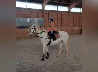 German Riding Pony, Mare, 16 years, 13.2 hh, Grey