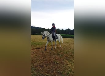 German Riding Pony, Mare, 16 years, 13.2 hh, Grey