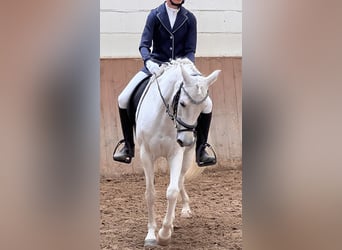 German Riding Pony, Mare, 16 years, 13.3 hh, Gray