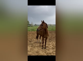 German Riding Pony, Mare, 16 years, 13,2 hh, Chestnut-Red