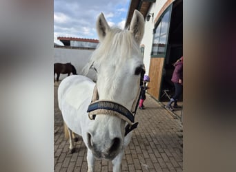 German Riding Pony, Mare, 16 years, 13,2 hh, Grey
