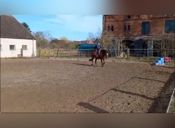 German Riding Pony, Mare, 16 years, 13,3 hh, Brown