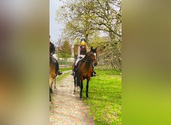 German Riding Pony, Mare, 16 years, 13,3 hh, Brown
