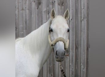German Riding Pony, Mare, 16 years, 13,3 hh, Grey