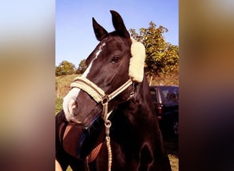 German Riding Pony, Mare, 16 years, 14.1 hh, Black