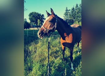 German Riding Pony, Mare, 16 years, 14.1 hh